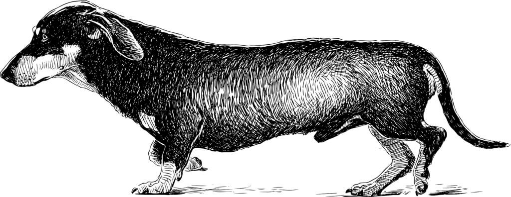 犬,コラーゲン,アミノ酸