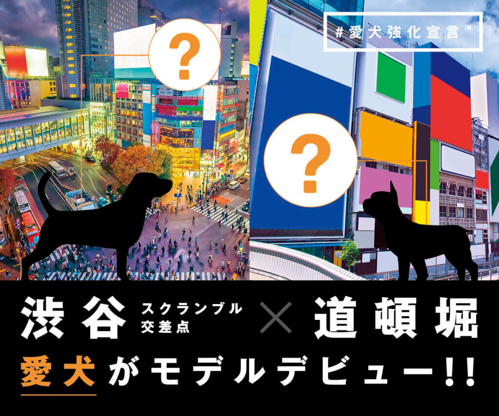 愛犬がモデルデビュー】渋谷スクランブル交差点＆道頓堀の大型ビジョン